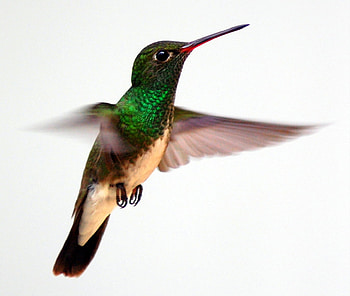 Hovering Hummer, hummingbird, flying, bird, macro HD wallpaper
