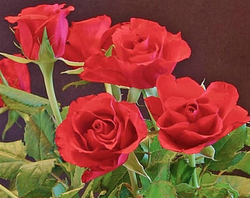 Red Roses, Flowers, Roses, Macro, Petals HD wallpaper