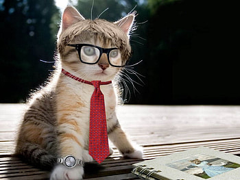 Office worker cat, animal, kitten, cat, feline HD wallpaper