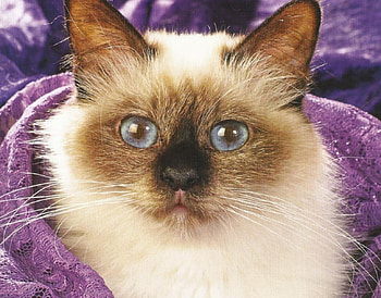 Siamese Cat, cute, siamese, cat, paws HD wallpaper