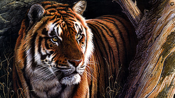 Tiger Oil paint HD wallpaper