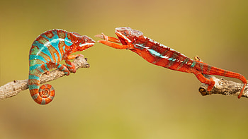 A chameleon hug, funny, nature, reptile, hugs, animal, chameleon, cute, yelliw, yellow, red, hug HD wallpaper