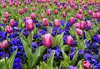 Flowers, Pansies, Tulips, Flower Bed, Flowerbed, Spring HD wallpaper