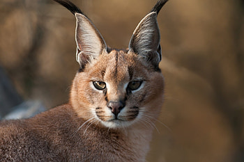 Animals, Iris, Muzzle, Blur, Smooth, Predator, Big Cat, Sight, Opinion HD wallpaper