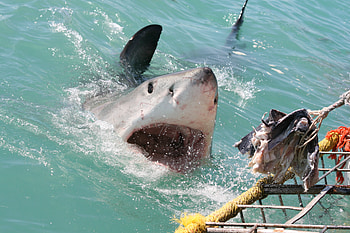 Another Shark, nature, fish, shark, people, ocean HD wallpaper