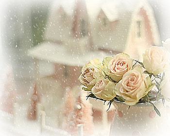 christmas-december, december, nature, flowers, christmas HD wallpaper