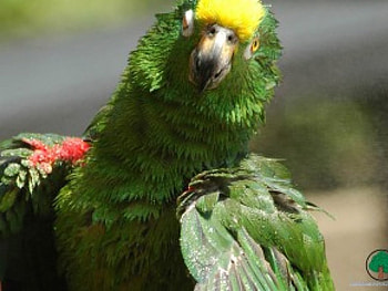 adi, birds, animals HD wallpaper