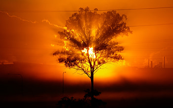 Morning Fog, fog, beautiful, nature, sunrise, tree HD wallpaper