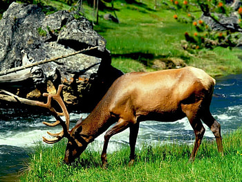 elk eating grass, animal, elk, grass, scenic HD wallpaper