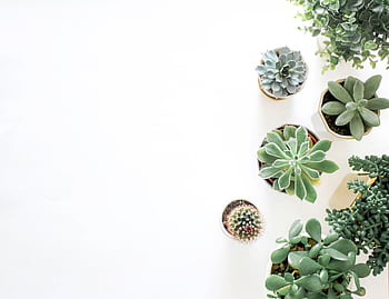 A top-down view showcasing a variety of succulent plants arranged on a white background. HD wallpaper