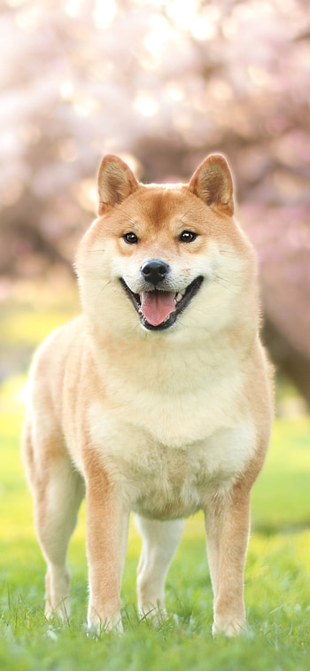 Shiba in Bloom — , Animal, shiba inu HD phone wallpaper