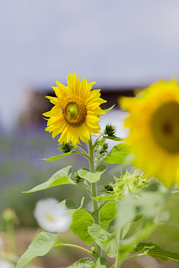 Flowers, Leaves, Flower, Petals, Sunflower HD phone wallpaper