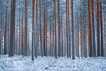 Winter, Trees, Snow, Forest, Minimalism HD wallpaper