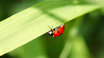 Grass, Leaves, Macro, Ladybug, Ladybird HD wallpaper