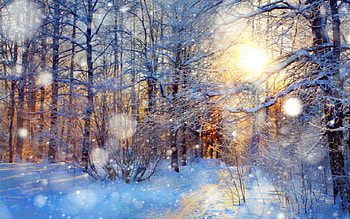 Winter Snow, winter, trees, nature, snow HD wallpaper