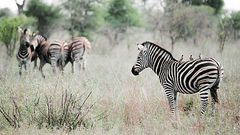 Animals, Grass, Zebra, Field, Stroll, To Stand, Stand HD wallpaper