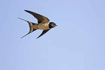 Flight, Swallow HD wallpaper