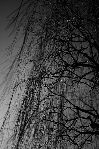 Nature, Dark, Wood, Tree, Branches, Bw, Chb HD phone wallpaper