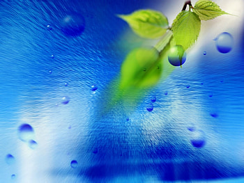 Plants, Background, Leaves HD wallpaper