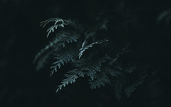 Macro, Dark, Branch, Needles, Thuja HD wallpaper