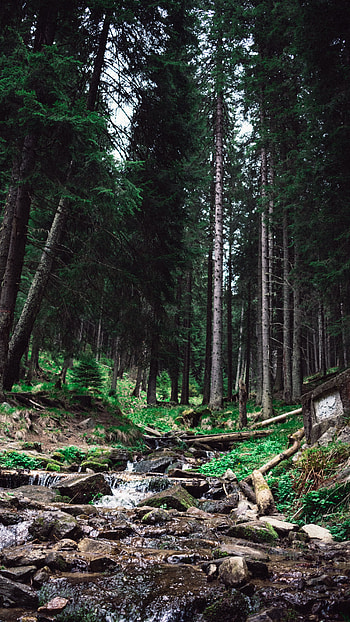nature HD phone wallpaper