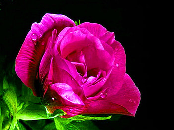 A rose for Heike, rose, pink, green leaves, black background, flower HD wallpaper