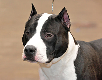 Animals, Dog, Muzzle, Staffordshire Terrier HD wallpaper