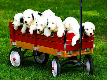 Spring walk, sweet, team, dogs, puppies, cute, adorable, spring, walk HD wallpaper