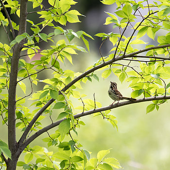 Animals, Leaves, Bird, Sparrow, Branch HD phone wallpaper