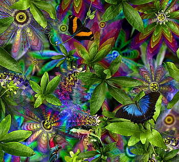 PASSION FLOWERS, flowers, frog, passion, buterflies HD wallpaper