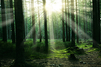 Forest Sunbeam Trees, sunbeam, nature, forest, trees HD wallpaper