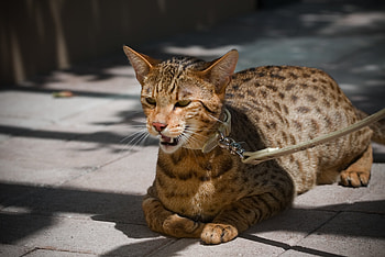 Animals, Cat, Aggression, Spotted, Spotty, Usher HD wallpaper
