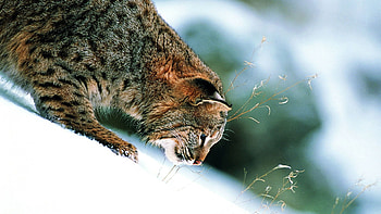 Animals, Winter, Grass, Snow, Iris, Slope HD wallpaper