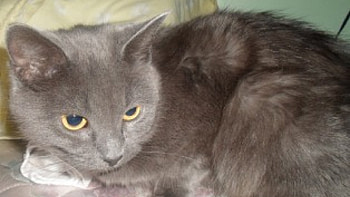 My cat, Missy , bed, russian blue, cat, feline, pet HD wallpaper