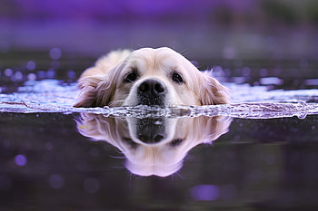 Dog Swimming, dog, animals HD wallpaper