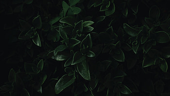 leaves , Nature's freshness, Lush foliage, Vibrant greens HD wallpaper
