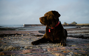 Animals, To Lie Down, Lie, Dog, Color HD wallpaper