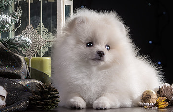 Animals, Beautiful, Puppy, Spitz HD wallpaper