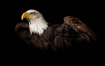 Bald Eagle, Beautiful background, -perfect, Captivating visuals HD wallpaper