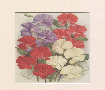 Soft Sweet Peas, sweet peas, flowers, art, frame HD wallpaper