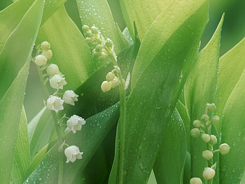 Plants, Flowers, Lily Of The Valley HD wallpaper
