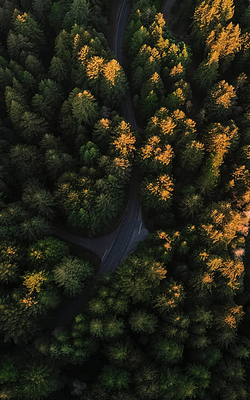 Nature, Trees, View From Above, Road, Forest, Winding, Sinuous HD phone wallpaper