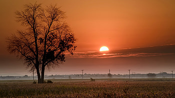 Summer sunset, The Sun, Fog, Field, Tree HD wallpaper