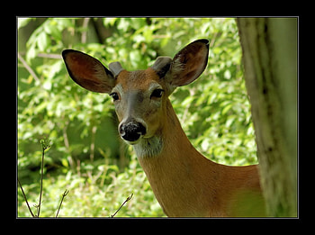 I LOVE YOU TO DEAR DEER, gorgeous, majestic, beautiful, deer HD wallpaper