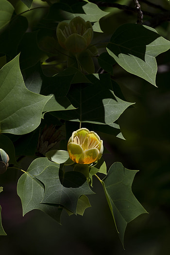 Hybrid Tulip Tree, Shine UGA Today, Spring HD phone wallpaper