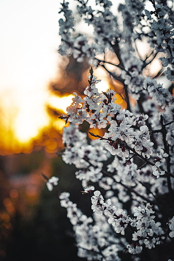 Flowers, Sakura, Branches, Spring, Blooms HD phone wallpaper