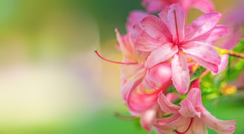 Azalea, summer, pink, flower, green HD wallpaper