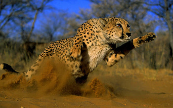 Animals, Cheetah HD wallpaper