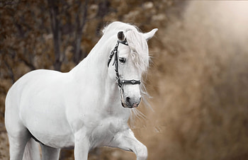 Beautiful, animal, horses, lovely, beauty HD wallpaper