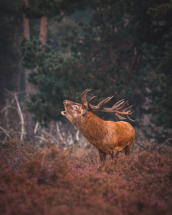 Animal, wildlife, Reindeer HD phone wallpaper